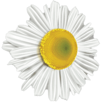 Цвете, което допринася за красотата на контактната форма холимед холистична медицина.